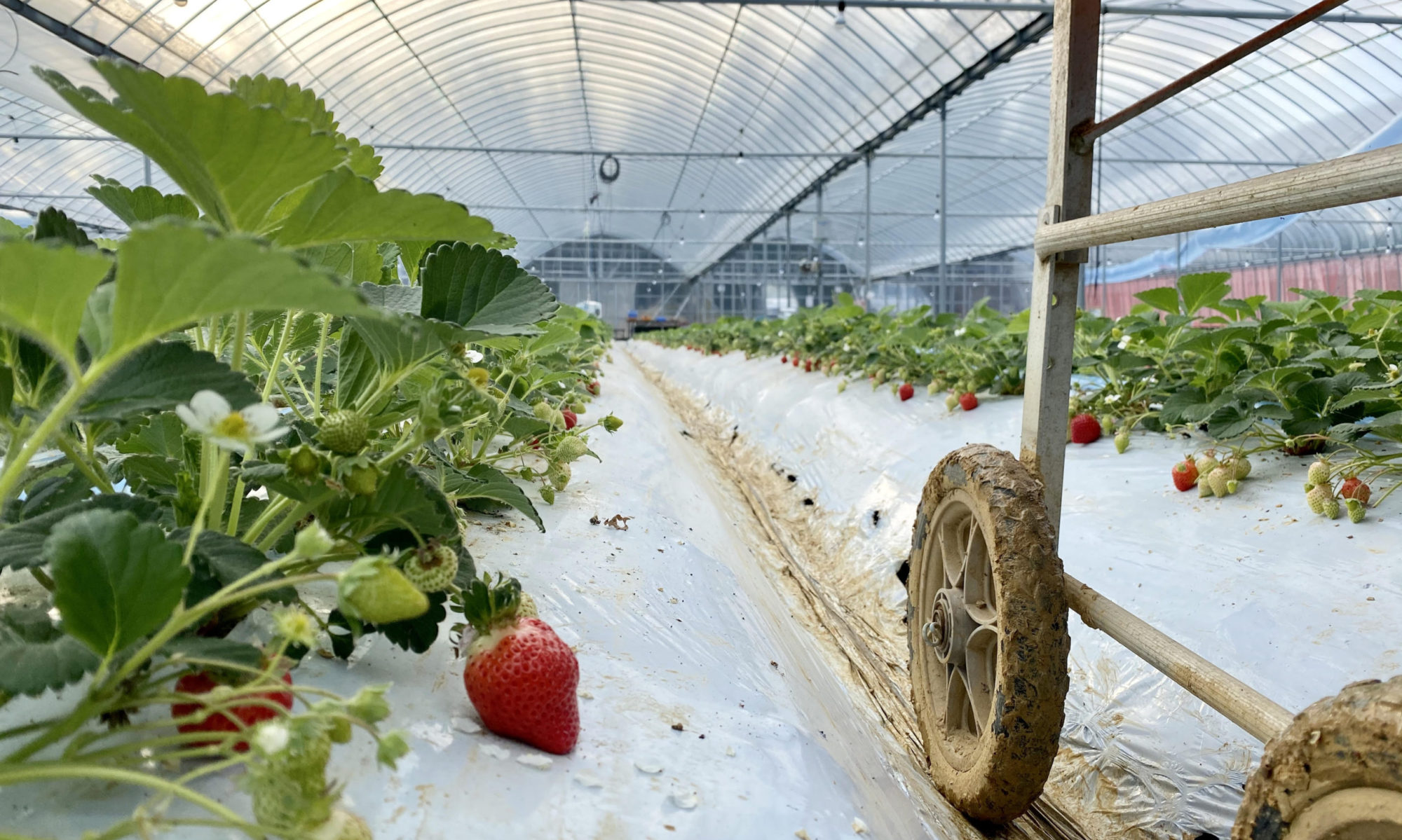 Welcome to Ise Strawberry Fields!